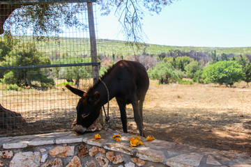 Domesticated donkey eating orange fruits found during vacation trip over Zakynthos Island