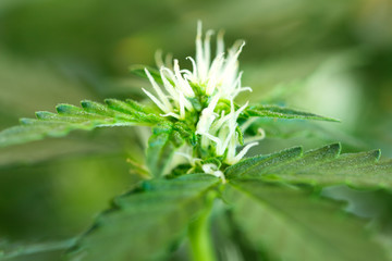 Cannabis plant Ganja flowers cultivation