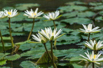 Lovely flowers White Nymphaea alba, commonly called water lily among green leaves and blue water