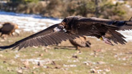 Ein Mönchsgeier fliegt in Augenhöhe in den verschneiten Pyrenäen