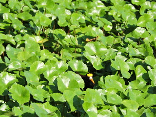 braune Ente in Wasserpflanzen
