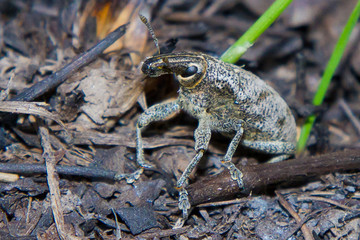 bug on the ground