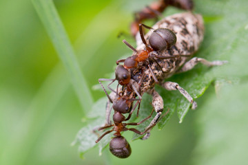 ants kills