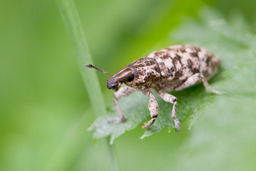 weevil