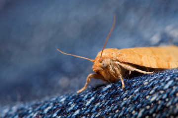night butterfly