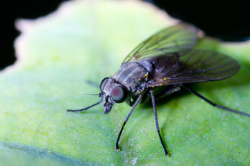 black fly