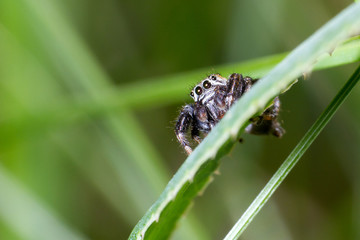spider macro