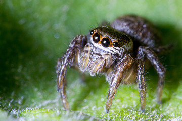 horse spider eyes