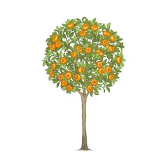 Mandarin tree, hand drawn color illustration.