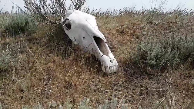 Skull of a horse in steppe