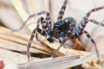 closeup spider
