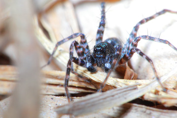 big spider
