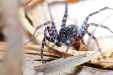 spider