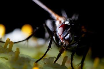fly eyes