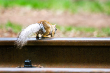 Cute gray squirrel sitting on an railway rail