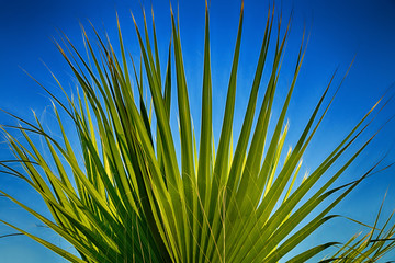 Beautiful leaves of green palm tree against the blue sky