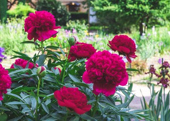 bush of bright crimson peonies in the garden