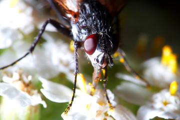 fly eyes