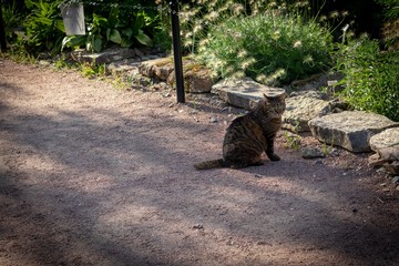 Fototapeta premium street cat on the track in the park