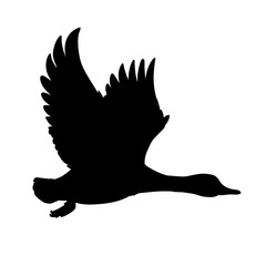 Wild Duck flying. Drake. Vector illustration of black silhouette of bird Mallard isolated on a white background for your design. Duck hunting. Shape.