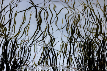 Reflection of reeds on water surface