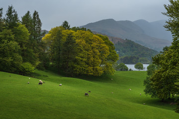 Wray castle grounds, Lake District, United Kingdom - May 9, 2019 : View from the Wray castle to the shoreline of lake Windermere, with sheep on the grass lands
