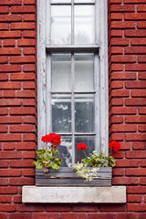 Historical brick house facade and window with red pelargonium flowers in a wooden flowerpot on the sill