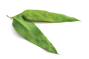 eucalyptus leaves