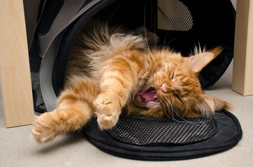 Large red marble Maine coon cat lies and yawns