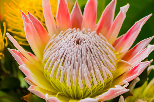 bright colored King Protea from the Fynbos of Cape Town South Africa