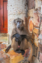 Chacma baboon (Papio ursinus) sitting on a wall, Cape Point Nature Reserve, Cape Point, Cape Town,...