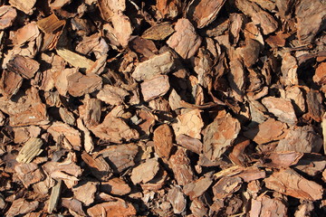 Chips of dry pine bark - soil for orchids, texture for background