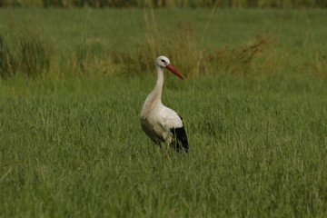 White stork (Ciconia ciconia) walking on the field