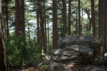 trees and stones in the mountain forest