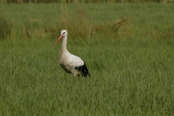 White stork (Ciconia ciconia) walking on the field