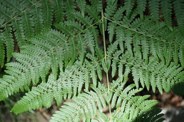 the background of fern leaves in the forest