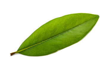 Magnolia leaf