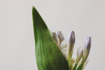close up of blossoming agapanthus bud