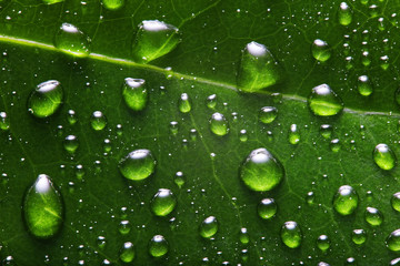 Close up macro green leaf with dew droplets on it