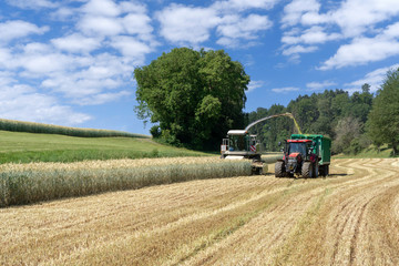 Feldhäcksler und Traktor mit Anhänger bei der Ernte von Ganzpflanzensilage für Biogas auf einem Getreidefeld