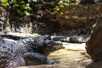 Obraz premium Krokodil, Reptilien