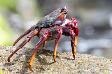 rote_Klippenkrabbe