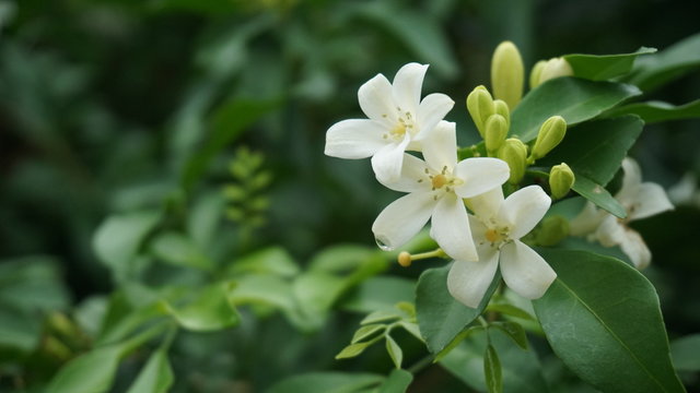 Orange jasmine or murraya paniculata flowers in the garden.