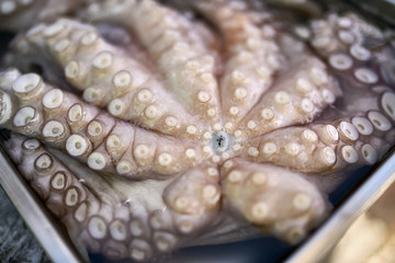 Single fresh octopus in tray on market