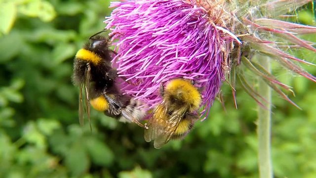 northern white-tailed bumblebee, white-tailed bumblebee on thistle