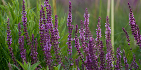 beautiful bright sage flowers adorn the summer park or garden