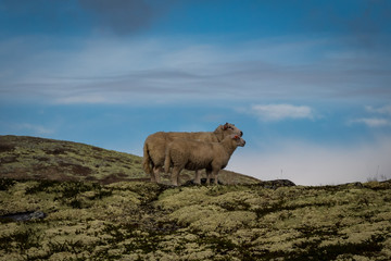 Obraz premium sheep in the mountains