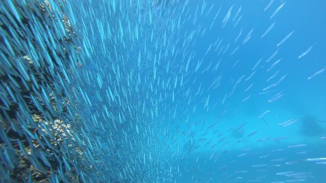 Schwarm Kleine Fische