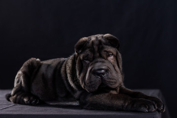 Black Shar Pei on black background