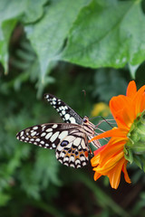  the butterfly